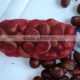 Chestnut thumbnail-1