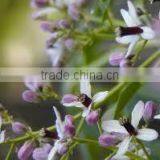 Neem Seed Oil thumbnail-1