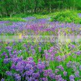 Frankincense Essential Oil Distiller for Plants thumbnail-1