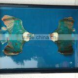 High Quality Best Selling Acrylic Bird Lacquered Serving Square Tray From Vietnam thumbnail-1