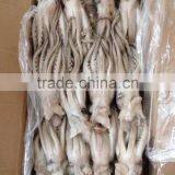 Seafood Illex Squid Frozen Squid Tentacle thumbnail-2