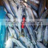 Frozen Pacific Mackerel thumbnail-6