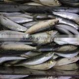 Canned Sardine Fish Frozen Sardine for Canning thumbnail-1