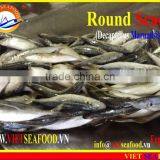FROZEN MARUADSI (ROUND SCAD) thumbnail-1