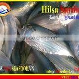 FROZEN DOTTED GIZZARD SHAD FISH thumbnail-6