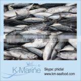 Delicious Bonito Fish From Deep Sea Lot Number#kmw4369 thumbnail-1