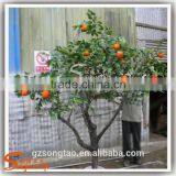 Realistic Mini Apple Plants Fresh Apple Fruits for Sale thumbnail-2