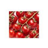 Lycopene 5% 6% 10% thumbnail-1