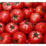 Offer Tomato Extract thumbnail-1