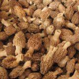 Edible Mushroom Fungus Frozen Morchella Esculenta