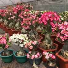 100pcs Mix Hybrid Wholesale Adenium Obesum Seeds Desert Rose Adenium Seeds for Sale