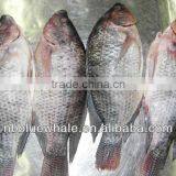 Frozen Tilapia Whole Round