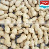 Bulk Organic Raw Peanuts in Shell