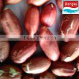 Red Skin Peanuts