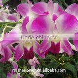 Purple Cattleya Orchid Plants Export for Wedding Event Decoration thumbnail-2