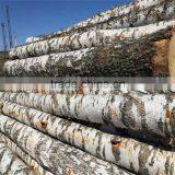 White Birch Korean Pine Larch thumbnail-2