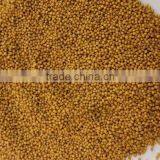 MUSTARD SEED thumbnail-4