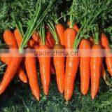 Fresh Baby Carrots thumbnail-1