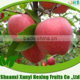 Fresh Fruits and Vegetables Qinguan Apple thumbnail-1