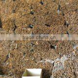 CINNAMON thumbnail-1