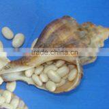 JSX Quality Bean 2016 Crop Japanese Kidney Beans Sprouting Selected White Kidney Beans thumbnail-2