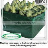 Convenient Green Vegetable Grow Bag