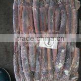 Whole Round Frozen Illex Squid thumbnail-2