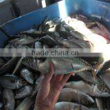 Best Quality Frozen Japanese Mackerel Fish Wholesale thumbnail-1