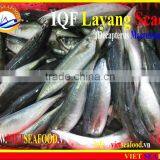 IQF LAYANG SCAD WHOLE ROUND thumbnail-4