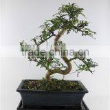 Pepper Tree Indoor Bonsai Export Wholesale thumbnail-2