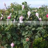 Thailand Hot Product PE Plastic Rose Flower Sleeve Netting in Packing thumbnail-6