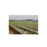 PE Film For Lamination thumbnail-1