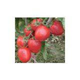 TYLCV Tolerance Tomato Seeds INT-11-065 thumbnail-1