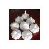 China Garlic(fresh) thumbnail-3