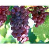 Grape Seed Extract 95%