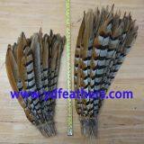 Reeves Pheasant Tail Feather From China