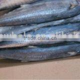 Frozen Spanish Mackerel Whole Round