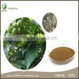 100% Natural Olive Leaf Extract Powder in Bulk thumbnail-6