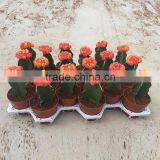 Indoor Wholesale Cactus Plants thumbnail-4