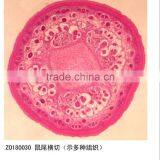 High Quality Mammalian Histology Prepared Individual Microscope Slides for Teacher