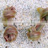 Dog Chew:knotted ( Stuff ) thumbnail-1