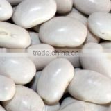 Japanese Type white Kidney Beans