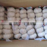Jinxiang Normal White Fresh Garlic With Best Quality thumbnail-4