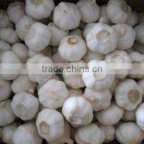 CHIN NEW GARLIC FOR EXPORT thumbnail-1