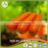 Health Food Fresh Carrot Crisp and Good Flavor Fresh Carrot Carrots thumbnail-5