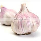 Spain Best Quality Vegetables Fresh Garlic