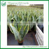 Sansevieria Wholesale Indoor Plants thumbnail-1