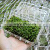 DIY Accessories Natural Green Micro Landscape Decorative Moss thumbnail-2