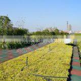 SOL 2015 Hot-selling Green Roof System Rooftop Planter Plastic Planter thumbnail-3
