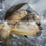 Frozen Baby Clam thumbnail-1